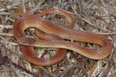 Pinewoods Snake Rhadinea flavilata Identification: Small, thin, yellowishbrown body, darker