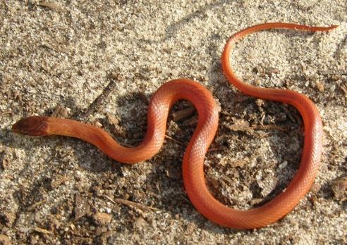 pinelands once occurred Other: AKA: Yellow-lipped Snake; TL 10-12 in. (max ~16 in.