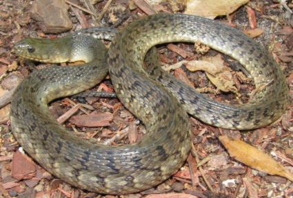 ), largest watersnake in FL; can give birth to > 100 live young, 30-40 is typical;