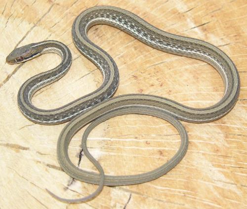 Eastern Ribbonsnake Thamnophis sauritus Identification: Very slender w/ long tail, scales keeled, 3 light stripes on