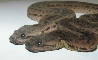 Introduced Species 5 species breeding in FL Javan File Snake Rock pit in Miami-Dade County Common Boa Charles Deering Estate in