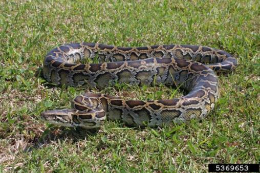 Burmese Python Python bivittatus Identification: Large to 18 ft.