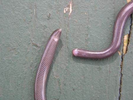 Brahminy Blind Snake Indotyphlops braminus Identification: Small (< 6 in.