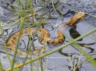 Cottonmouth / Water Adult Cottonmouth Moccasin Pit