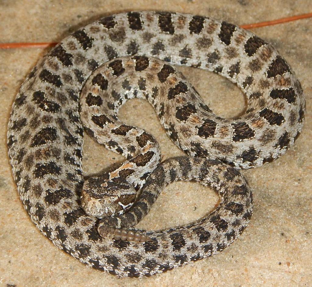 Pygmy Rattlesnake Pit Viper