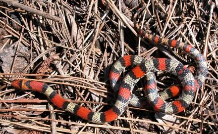 Coral Snake and