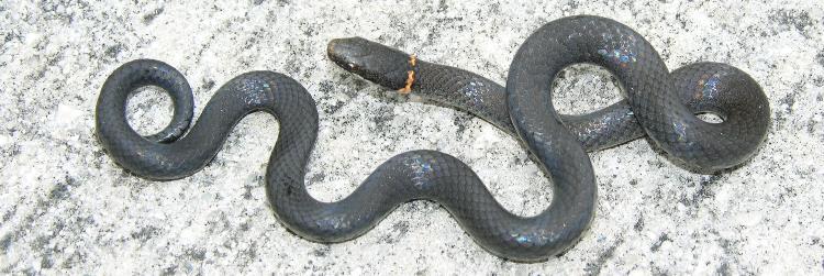 Florida s Native Snakes Colubridae Non-venomous snakes (in FL) Dipsadidiae Egg-laying, rear fanged snakes