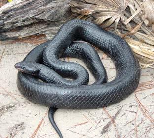 Eastern Indigo Snake Drymachon couperi (2 sp.