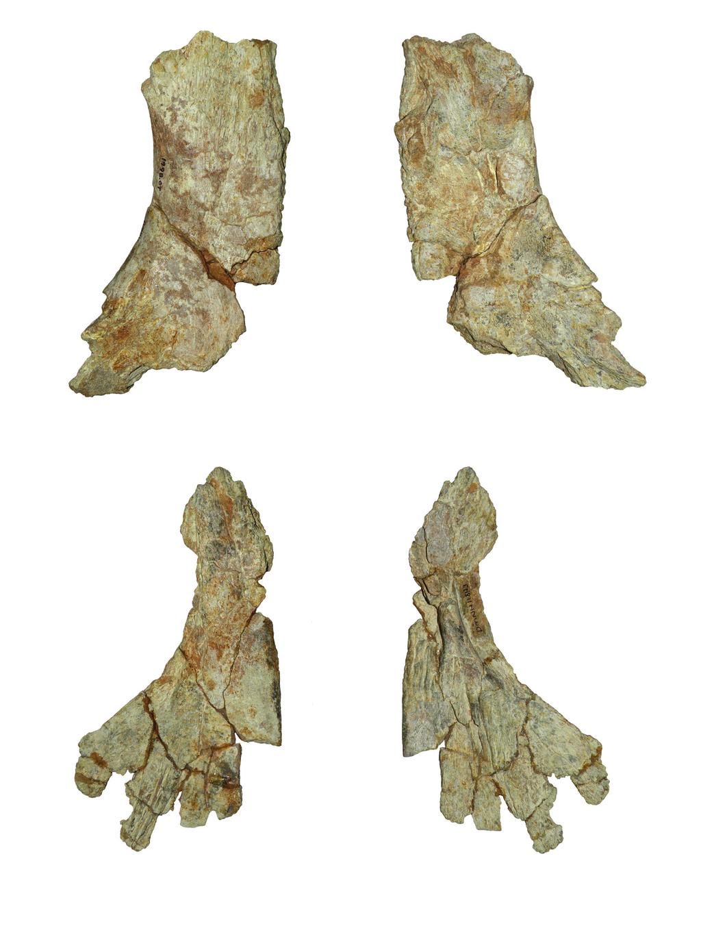 ADAMS & FIORILLO: ICTHYOSAUR FROM TEXAS FIGURE 1. Cranial elements of DMNH 11843. 1.1 parietal, dorsal view, 1.