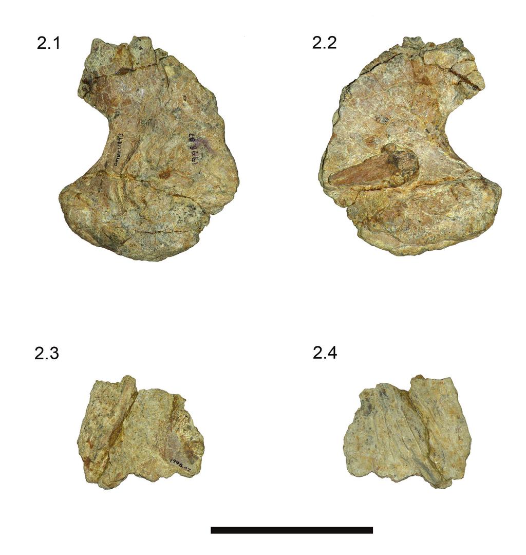 PALAEO-ELECTRONICA.ORG FIGURE 2. Cranial elements of DMNH 11843. 2.1 quadrate, lateral view, 2.2 medial view; 2.3 frontal, dorsal view, 2.4 ventral view. Scale equals 10 cm.