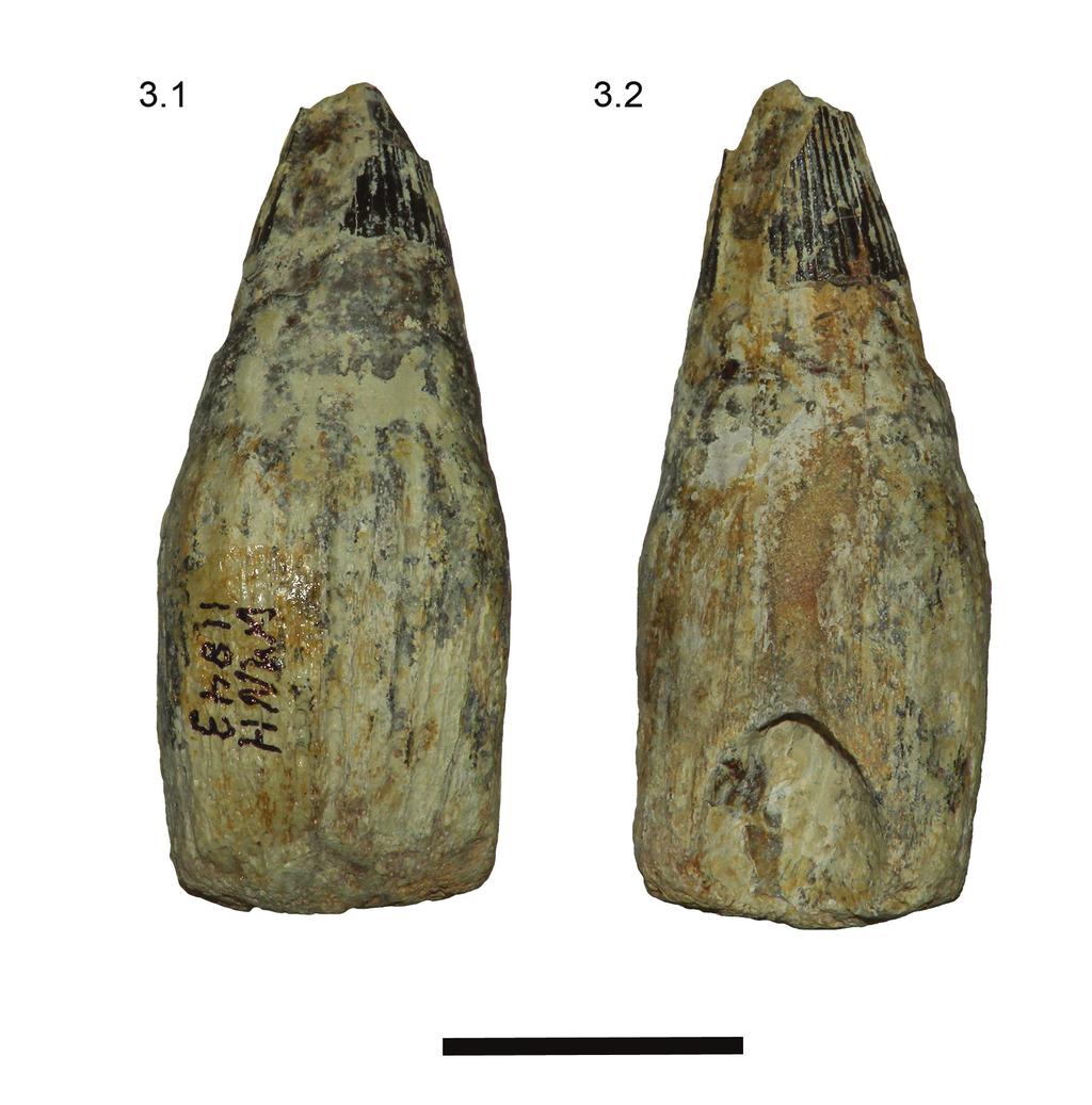 ADAMS & FIORILLO: ICTHYOSAUR FROM TEXAS FIGURE 3. Tooth of DMNH 11843 3.1 labial and 3.2 lingual views. Scale equals 2 cm. proximally than distally (Figure 7.1-7.2). It differs from P.