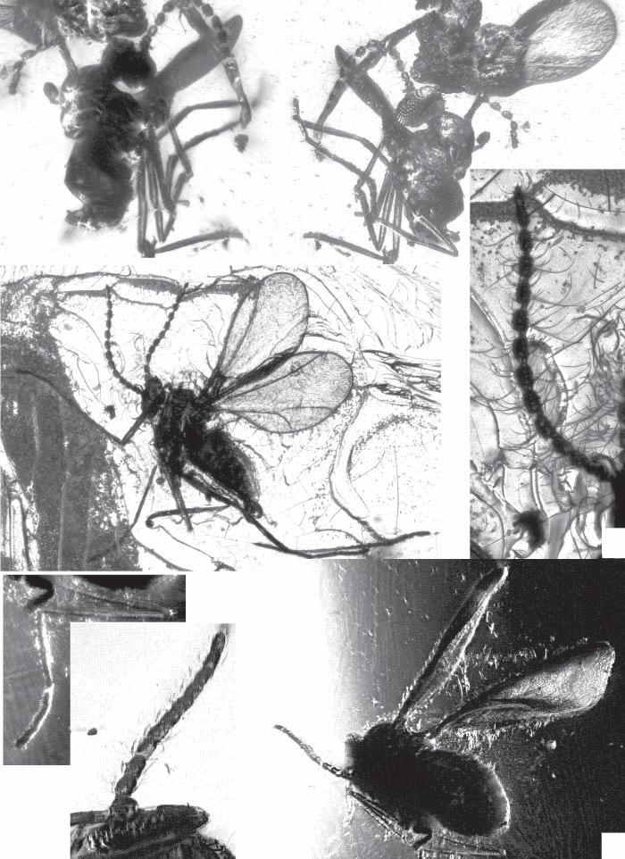 New Gall Midges (Diptera, Cecidomyiidae, Brachineurini, Ledomyiini) 47 2 1 3 4 5 6 7 Fig. 8.