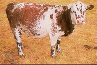 Codominance Example: Roan cattle cattle can be red (RR all red