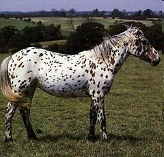 Codominance Example: Appaloosa horses Gray horses (GG) are codominant to white horses (WW).
