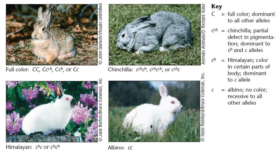 Multiple Alleles: Rabbit Fur Colors Fur colors