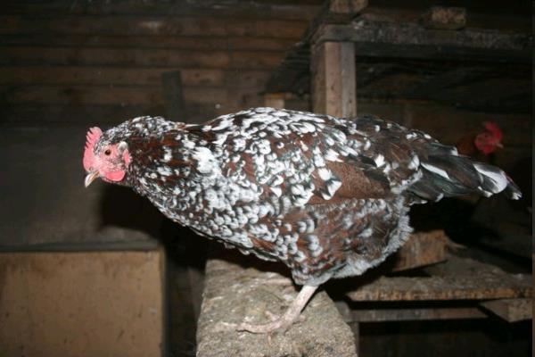 Codominance Example: Speckled Chickens BB = black feathers WW = white feathers BW = black