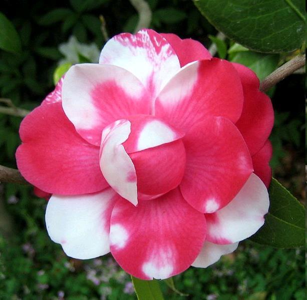 Codominance Example: Rhodedendron R = allele for red flowers W = allele for