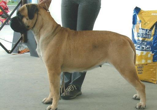 documented breeding of the Bullmastiff into the Boerboel bloodlines which has been published in many articles making for
