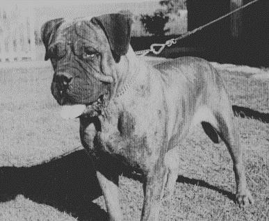 The first brindle coloured Bullmastiff to become KUSA registered was Bulstaff Amaryllis of Bagdannes bred by Mr. & Mrs.