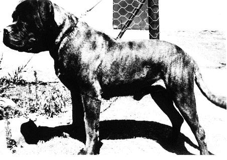 Bulstaff Amaryllis of Bagdannes Bagdannes Quixote of Zexta The first recorded brindle Bullmastiff to achieve KUSA champion
