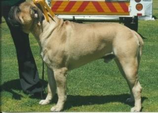 The majority of Bullmastiffs go into pet and companion households these days.