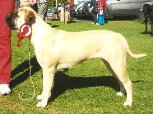 There are no restrictions on the Bullmastiff in Southern Africa although there are some countries which have limitations and