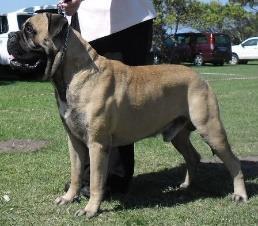 There are two Speciality Clubs for Bullmastiffs registered with the Kennel Union of Southern Africa namely the Cape