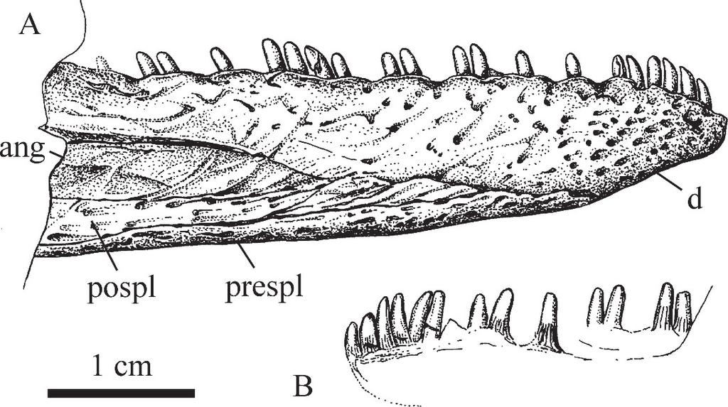 6 BREVIORA No. 523 Figure 4. Archeriid. Anterior end of jaw ramus (CM 67188) from Five Points in A, lateral and B, medial views.