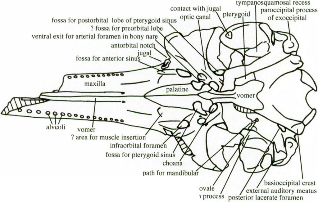 glenoid process. The occipital condyles are strongly protuberant, with a long distinct condylar pedicle. Posterior view. The dorsal margin of the supraoccipital shield is regularly rounded.
