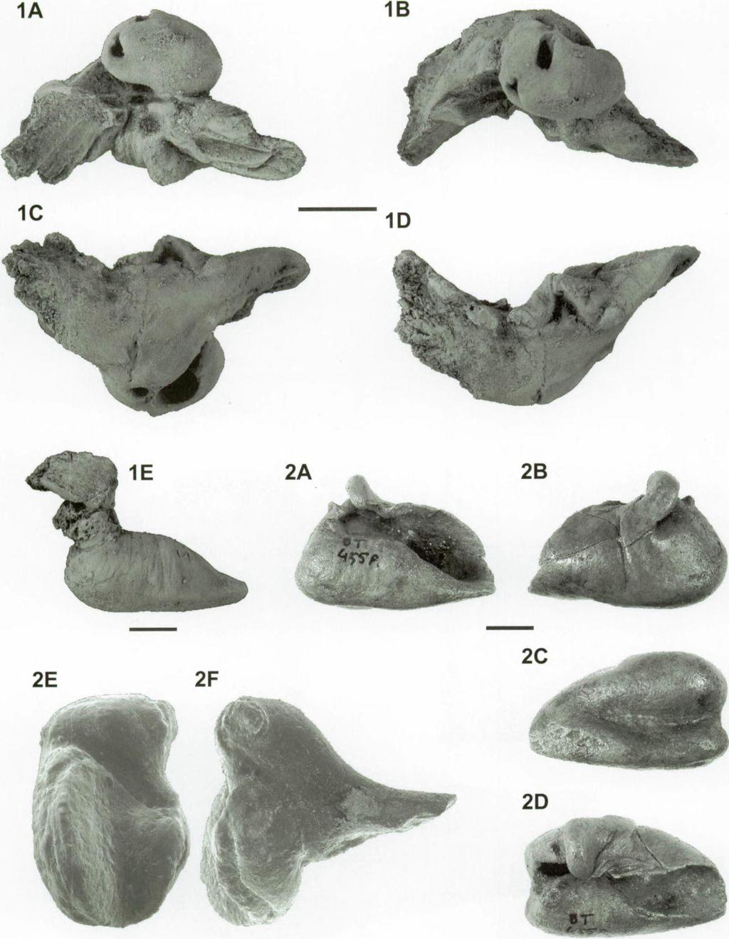 Eurhinodelphis