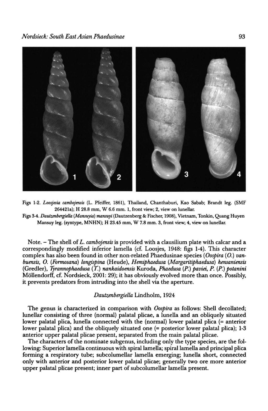 The Nordsieck: South East Asian Phaedusinae 93 Figs 12. Loosjesia cambojensis (L. Pfeiffer, 1861), Thailand, Chanthaburi, Kao Sabab; Brandt leg. (SMF 264421a); H 28.8 mm, W 6.6 mm.