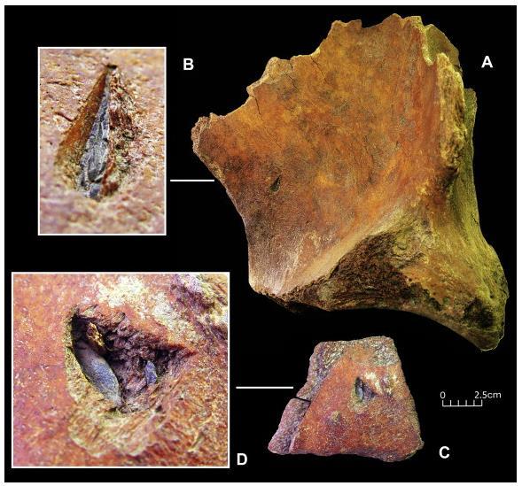 Humans hunted megafauna Holes in mammoth bones containing fragments of