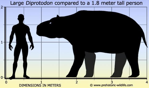 Giant Wombat (Diprotodon) Largest known
