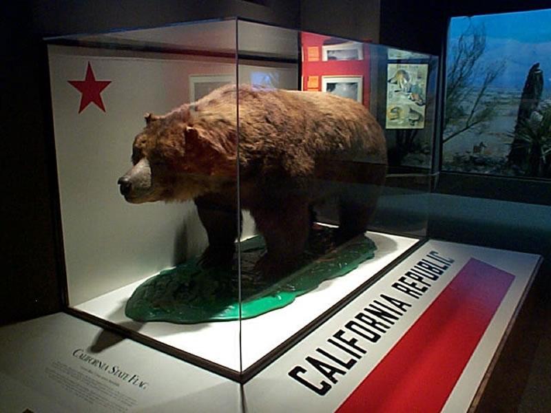 California grizzly bear (Ursus