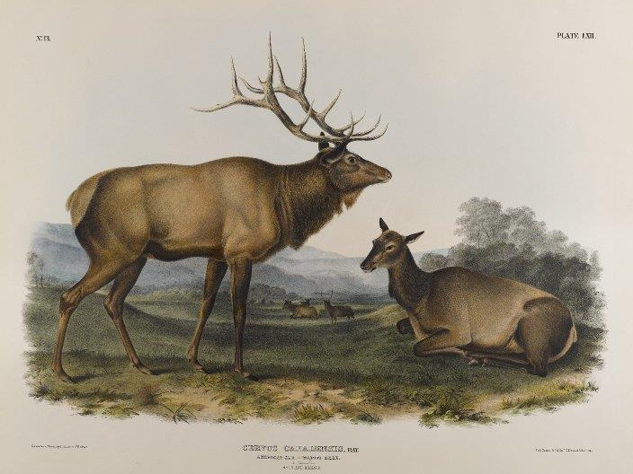Eastern Elk (Cervus canadensis