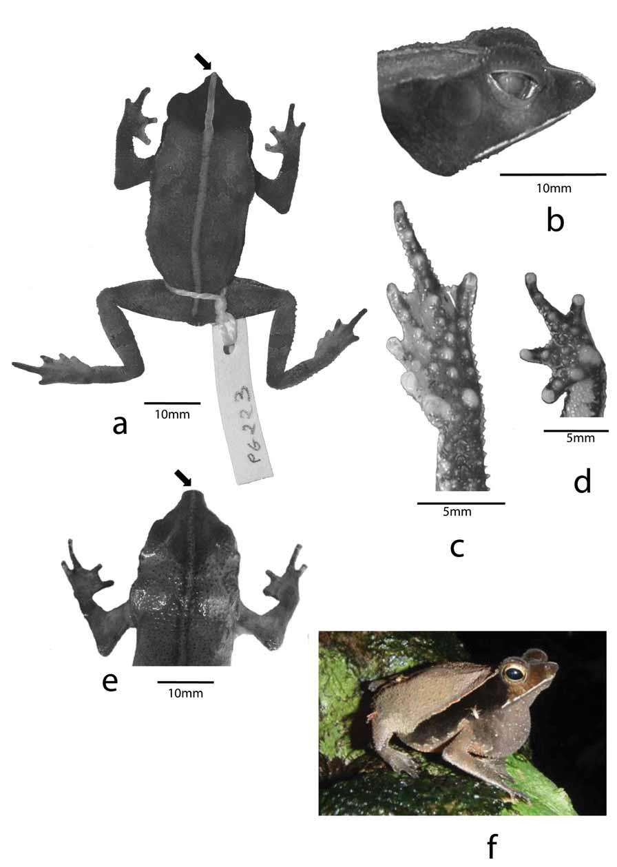 FIGURE 5 A F: Holotype of R. lescurei (MNHN 2006.2608): a. dorsal view, b. profile of head, c. ventral view of left foot, d. ventral view of left hand; e: Rhinella sp.