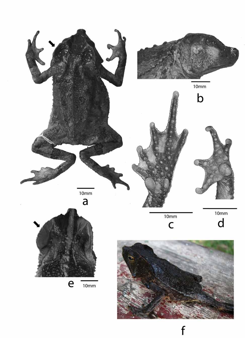 FIGURE 3 A-F: Holotype of R. martyi (MNHN 2006.2601): a. dorsal view, b. profile of head, c. ventral view of left foot, d.