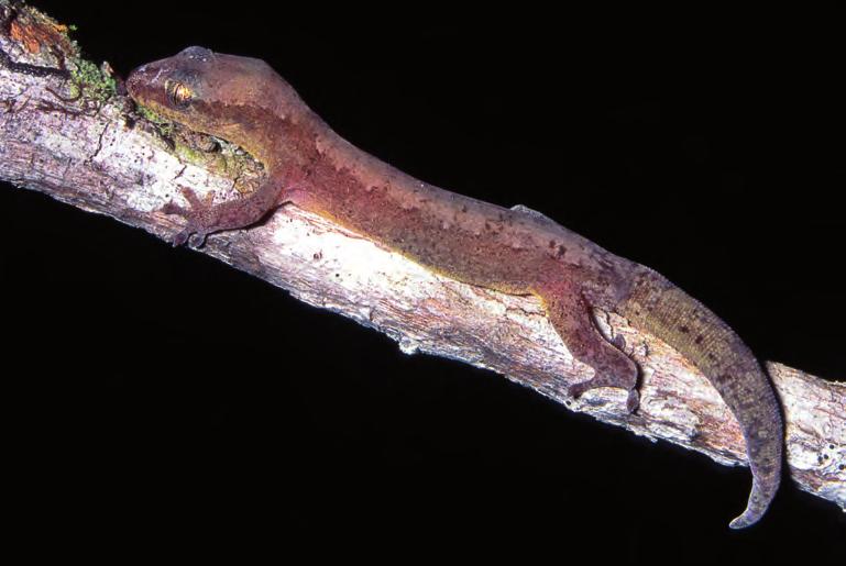 New Caledonian Dierogekko 27 ear, to join darker lateral trunk coloration. Labial scales mid- to dark brown with cream gaps often bracketing sutures between scales. Iris blackish.