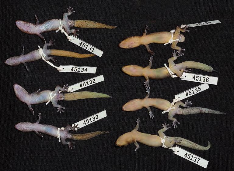 New Caledonian Dierogekko 29 information alone will determine all species except D. poumensis and D. inexpectatus.