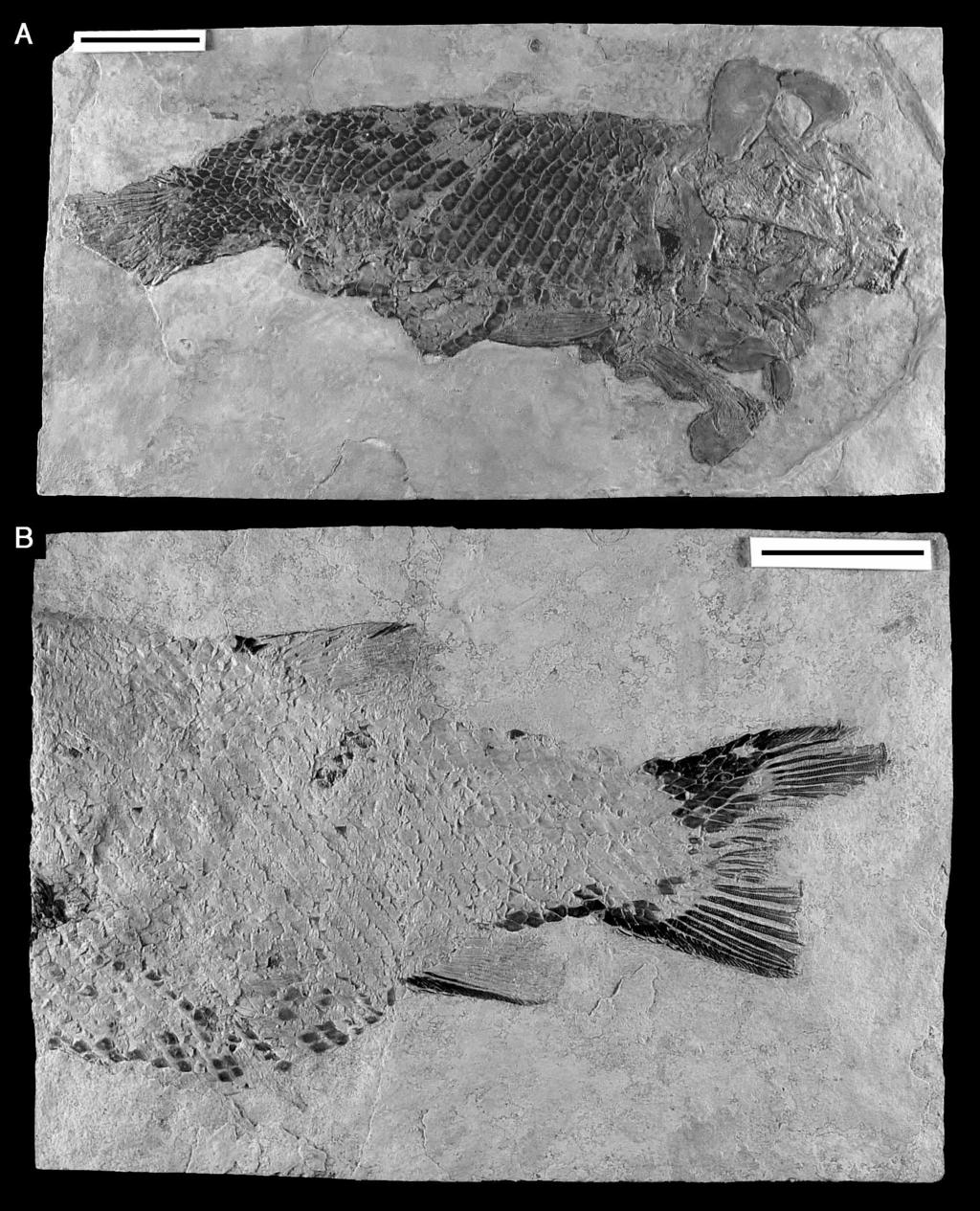 FIGURE 3. Tlayuamichin itztli gen. et sp. nov. A, Specimen IGM 6717 preserved in right lateroventral view.