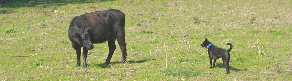 ANR Publication 8516 UNDERSTANDING WORKING RANGELANDS Sharing Open Space: What to Expect from Grazing Livestock April 2015 2 Cattle perceive a dog as a predator.