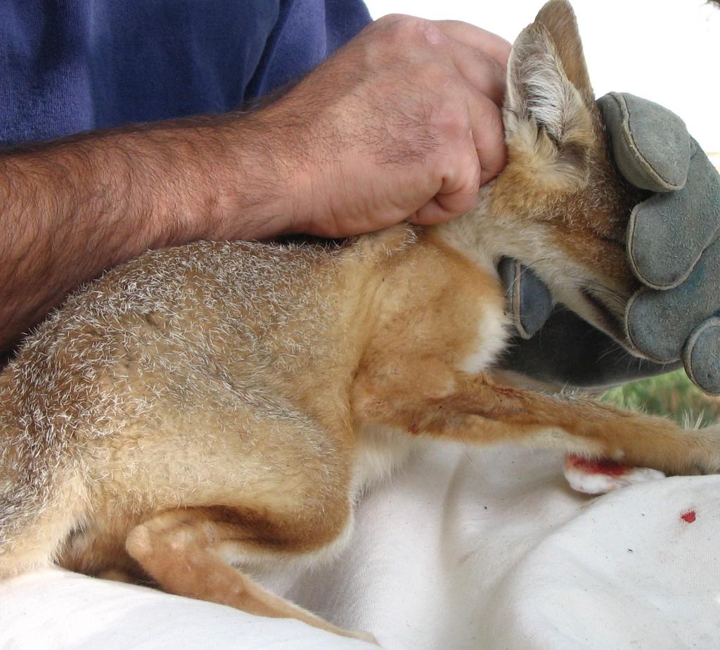 Investigating swift foxes Reintroduction of