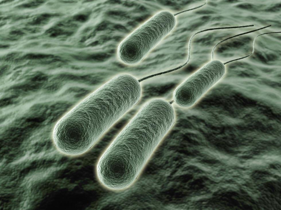 Figure 1: Pseudomonas aeruginosa Source: Sandle T. 2014. Understanding how Pseudomonas aeruginosa infects. Pharm Microbiol.(12) Cystic fibrosis is a devastating inherited respiratory disease.