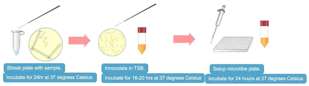 Figure 10: Setup of antibiotic microtitre assay The bacterium was tested for its susceptibility to antibiotics using the Kirby- Bauer procedure.