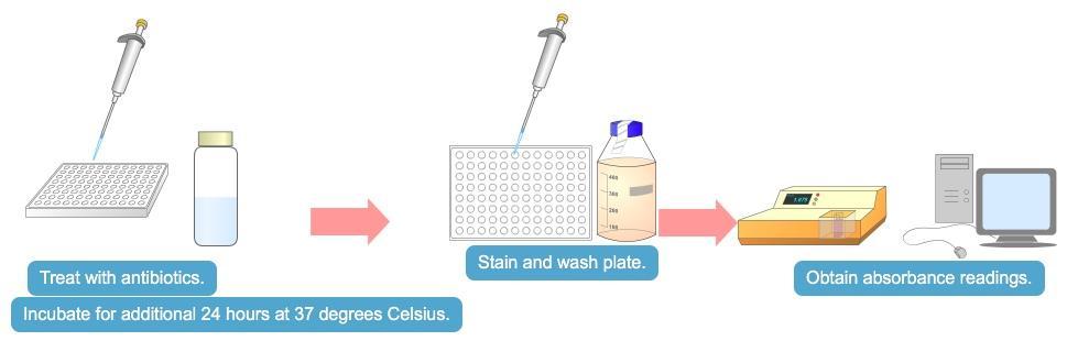 After incubation, the test was initiated by adding 1mL of sterile saline to a sterile tube. An inoculating loop was sterilized, a small amount of the P.