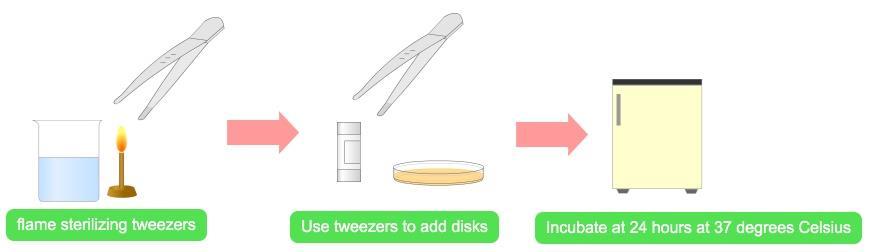 Figure 11: Kirby-Bauer Plate setup After the plate had been streaked with the selected samples, they were treated with antibiotic disks. The disks were added by using sterilized forceps.