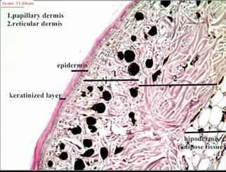 The cellular portion of the epidermis consisted of a single layer of stratum germinativum (stratum basale) layer, composed of simple columnar or high cuboidal cells, called keratinocytes, located on