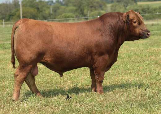 His maternal brother sold in our 2016 sale to Rhodes Red Angus of South Dakota.