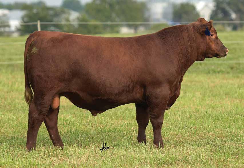 LOT 5 - LACY INDEPENDENCE 075D If you came looking for a heifer bull, jump all over this guy... Look at his numbers! He is a surefire heifer bull with a whopping CED of 16 (top 1%) & a BW EPD of -6.