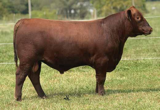 FALL YEARLING BULLS LOT 7 LOT 6 6 BUF CRK THE RIGHT KIND U199 5L INDEPENDENCE 560-298Y 5L BLACK ADINA 525-560 LACY GOLD BAR 1120 LACY LANA 991 493 LACY LANA 991 LACY INDEPENDENCE 059D 7 LACY
